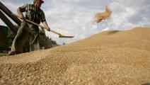 مزارع روسي يحصد القمح (فرانس برس)