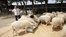 مزرعة لتربية الأغنام في الجزائر /Getty