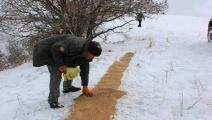نثر القمح لإطعام الطيور في موسم تساقط الثلوج في الجزائر (فيسبوك)