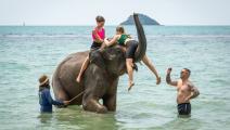 نشاط استحمام الأفيال على شاطئ جزيرة كوه تشانغ