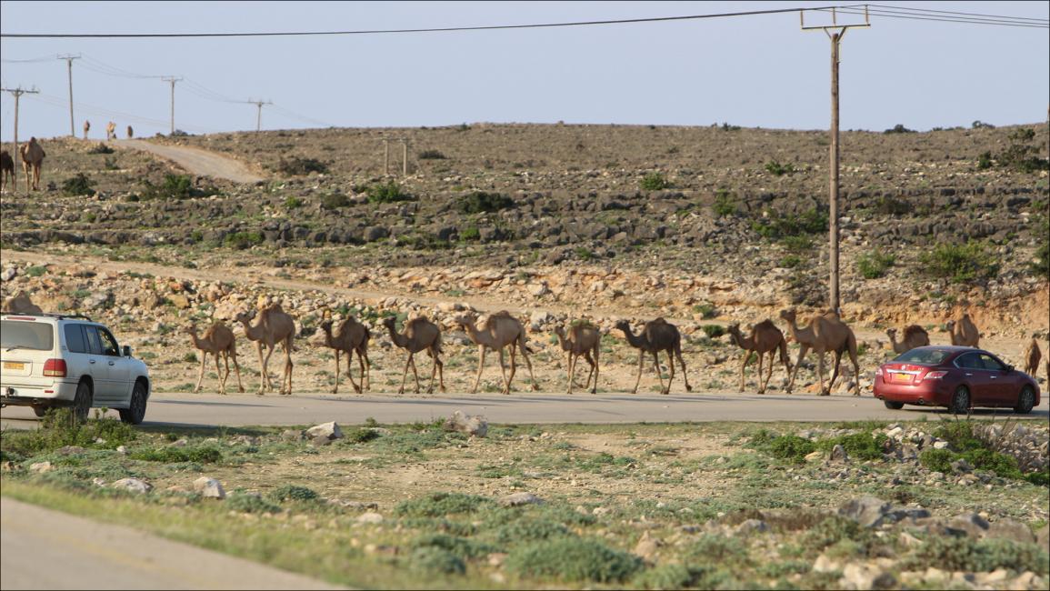 لا تزال حرفة تربية ورعي الإبل والاعتناء بها تتربع على رأس المهن التقليدية العُمانية.