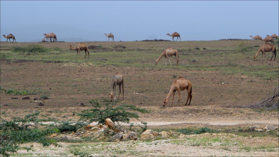 تنبت جميع الأشجار والأعشاب بعد موسم الخريف الماطر.