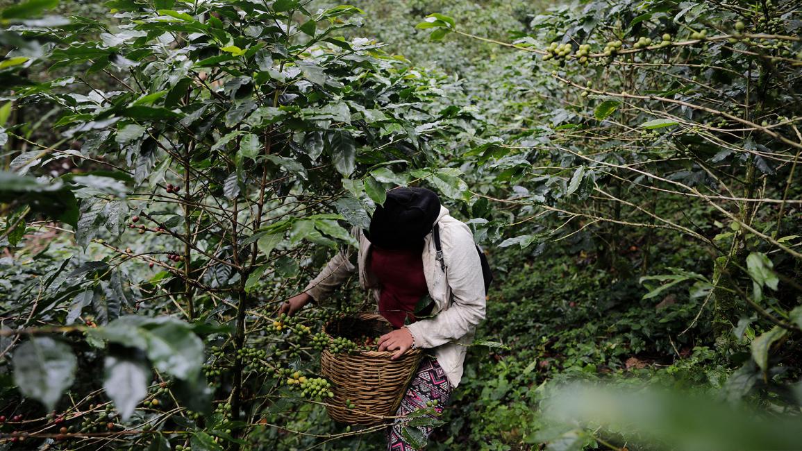 حصاد البن في هندوراس