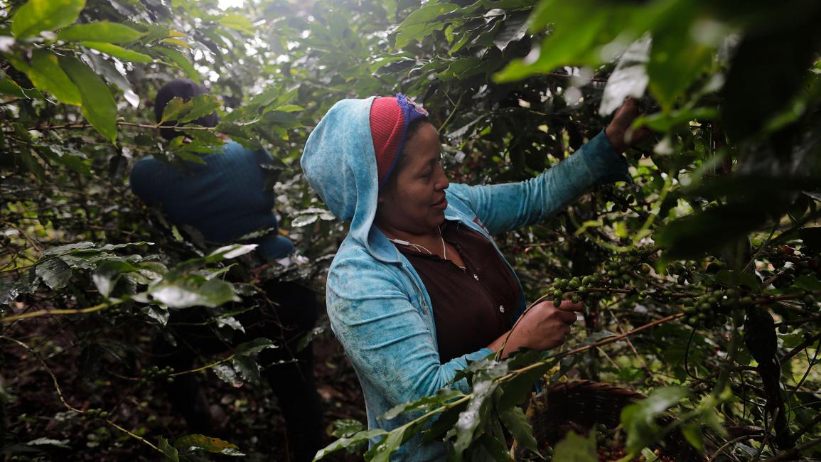 حصاد البن في هندوراس