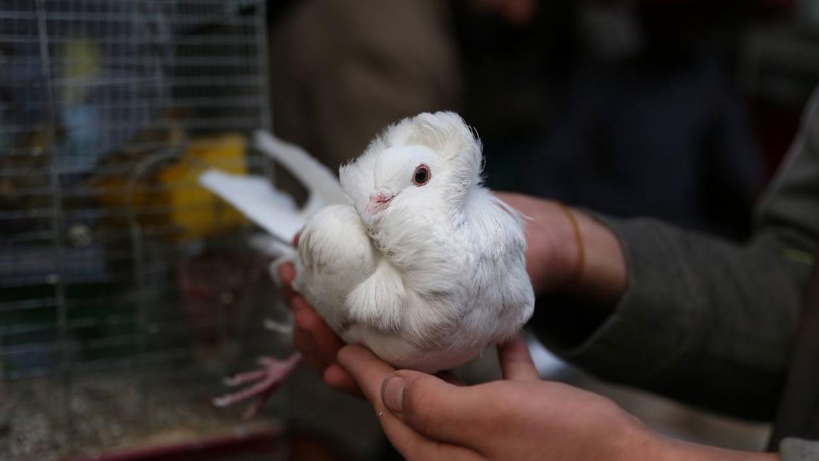 الأزمة الاقتصادية تقصقص أجنحة سوق الطيور في كابول
