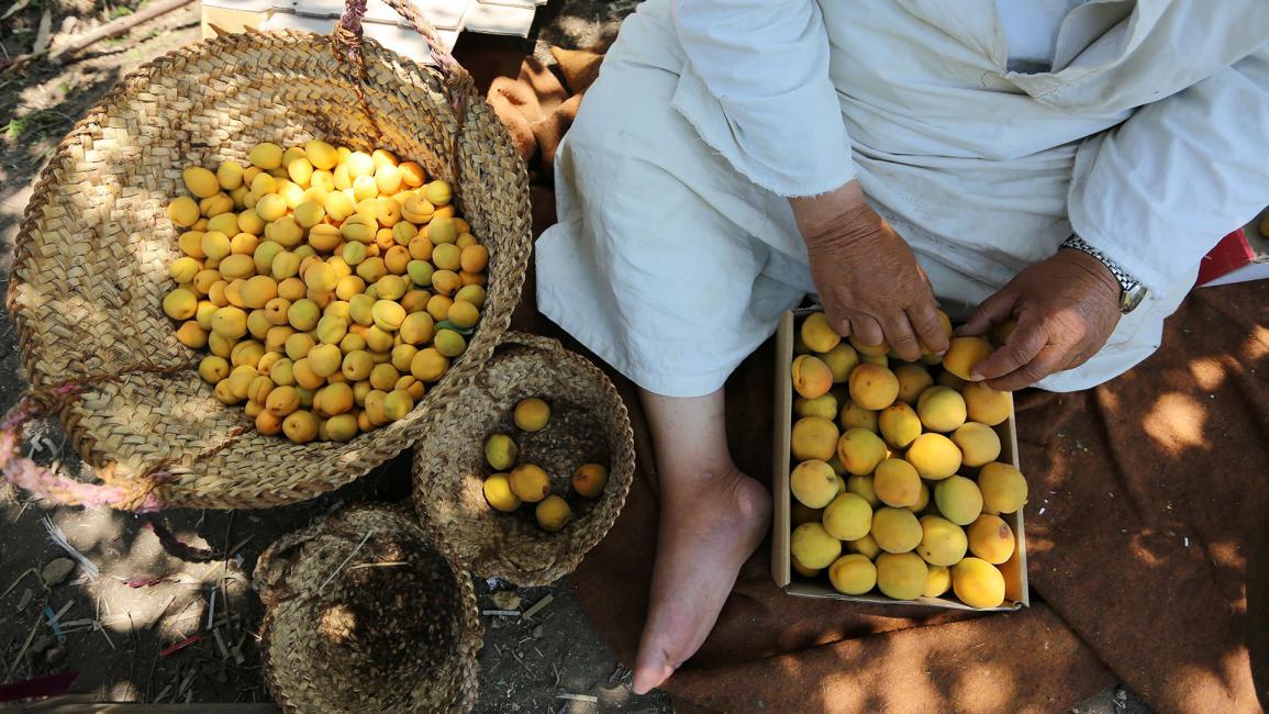 موسم المشمش في مصر.. القليوبية تقطف "الذهب الأصفر"