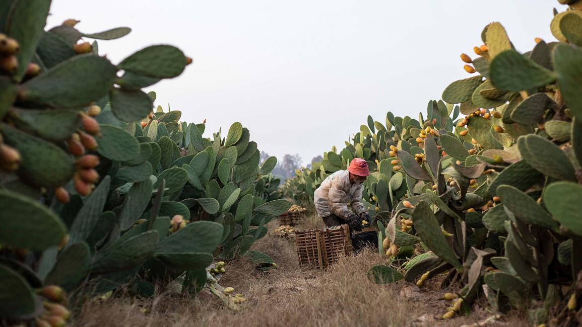 مزارع مصري يحصد التين الشوكي في مزرعة بمحافظة القليوبية (محمود الخواص/Getty)