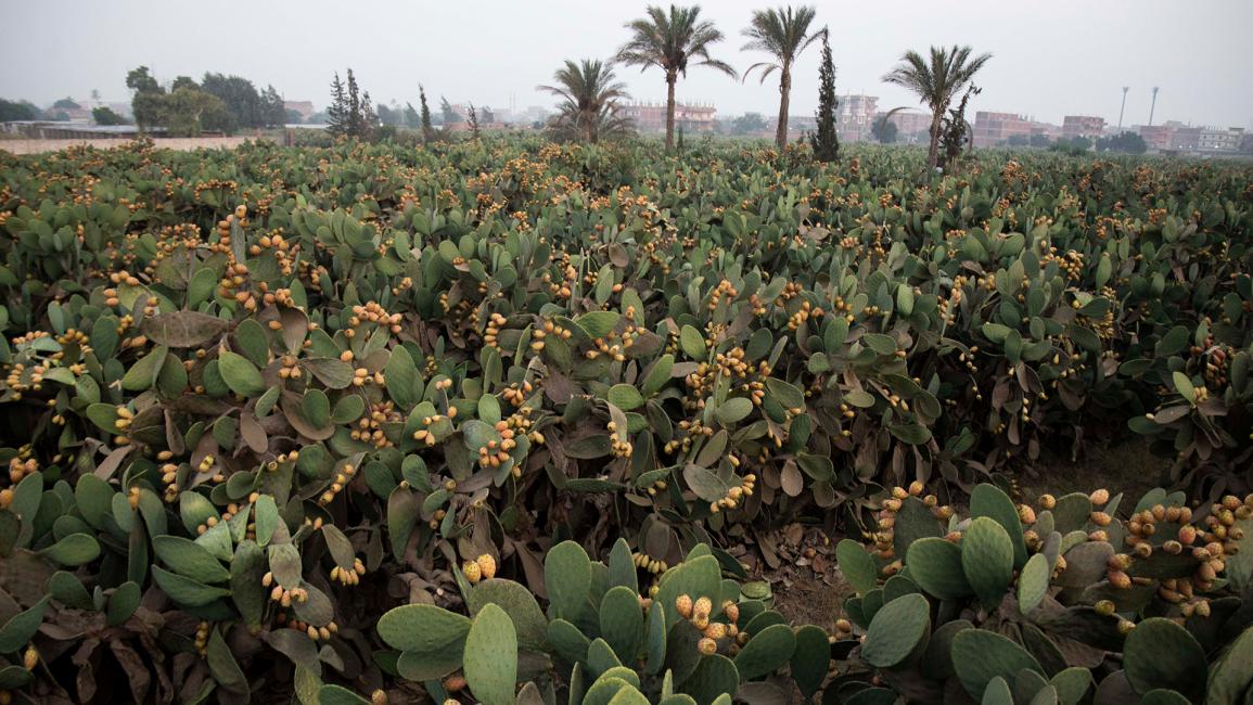 زراعته تستغرق 4 أعوام للحصول على الفاكهة (محمود الخواص/Getty)