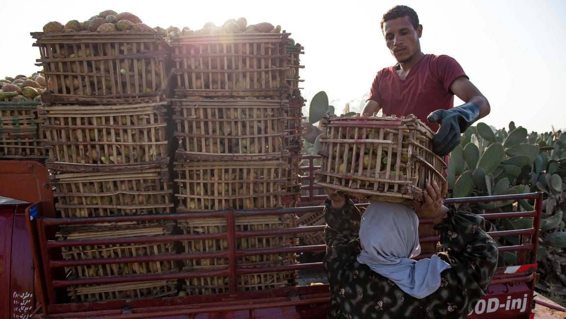 يباع التين الشوكي فى معظم المدن والقرى المصرية (محمود الخواص/Getty)