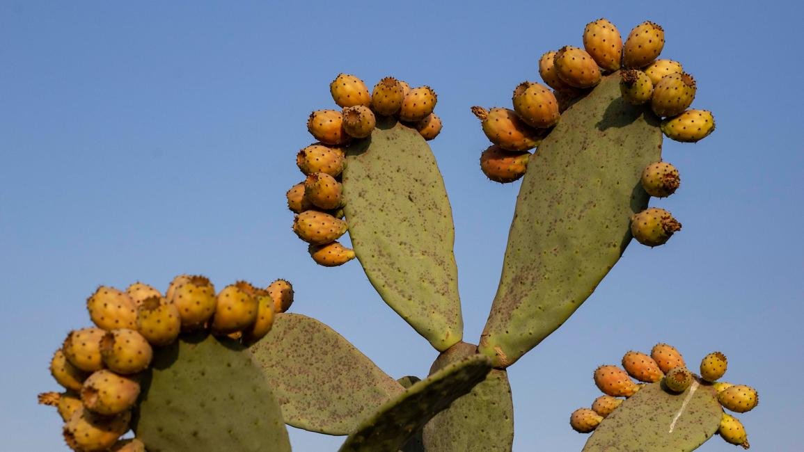التين الشوكي أحد أنواع فاكهة الصبار المأكولة (محمود الخواص/Getty)