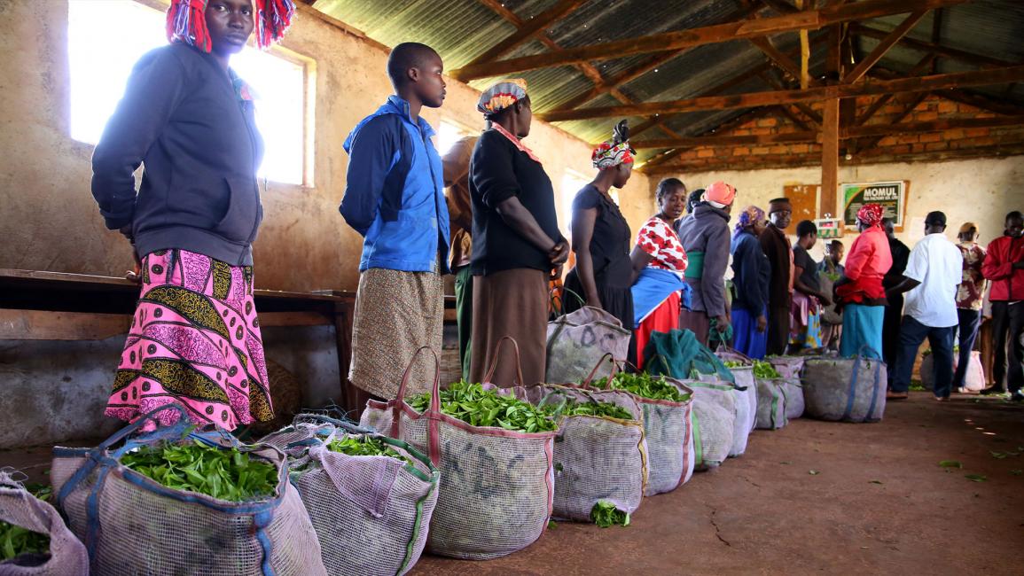 الذهب الأخضر.. كينيا تحصد محصولها من الشاي