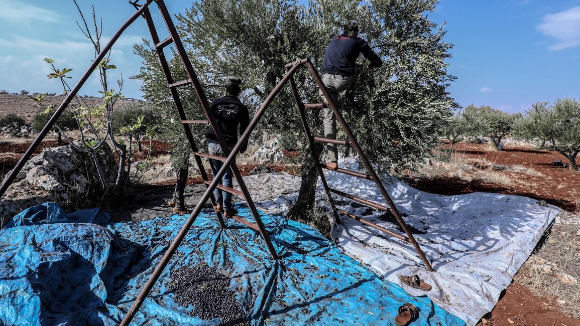 بدأ مزارعو محافظة إدلب السورية جني محصول الزيتون (عزالدين قاسم/الأناضول)