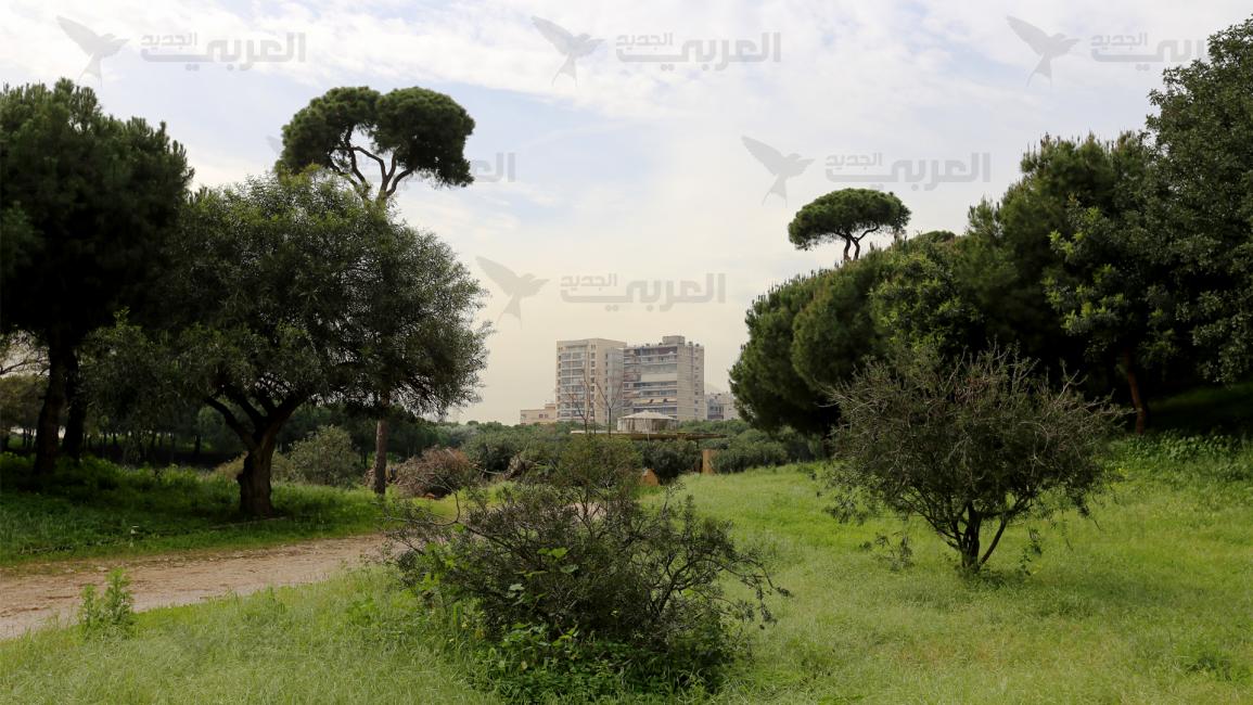 تحاصر أشجار الصنوبر الأبنية المجاورة في بيروت