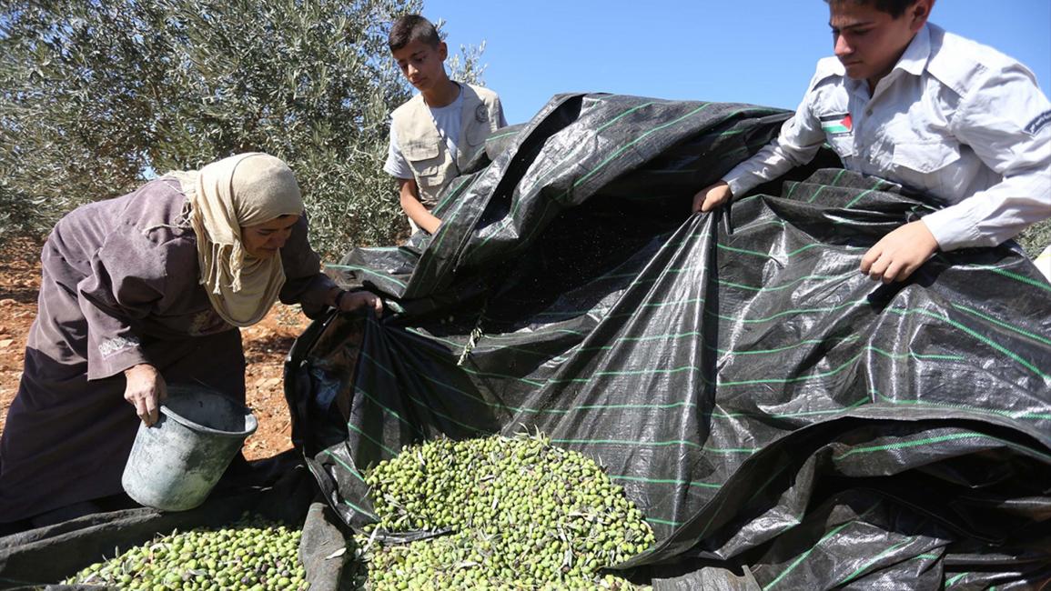 "العونة".. تكافل فلسطيني يتجلى مع قطف الزيتون