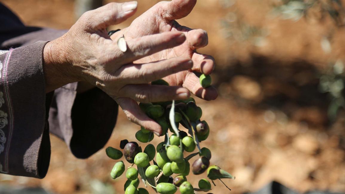 "العونة".. تكافل فلسطيني يتجلى مع قطف الزيتون