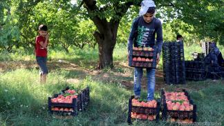 منتجات إدلب الزراعية تنافس المنتجات التركية (العربي الجديد)