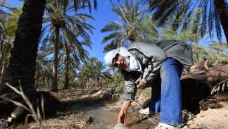 يسقي أشجار نخيل في واحة بمنطقة الزعفران جنوبي تونس (فتحي بلعيد/ فرانس برس) 