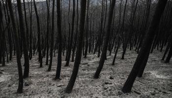 حرائق الغابات في اليونان (Getty)