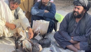 مزارعون يبيعون الأفيون في قندهار (مرتضى خالقي/ الأناضول)