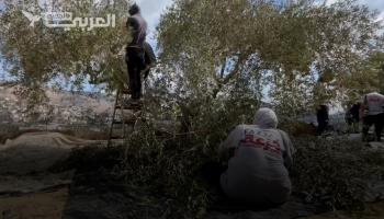 الفزعة الفلسطينية: مبادرة للمساعدة في قطف الزيتون قرب المستوطنات