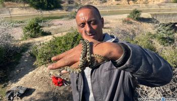 يمارس بشير صيد الأفاعي منذ ثلاثة عقود (العربي الجديد)
