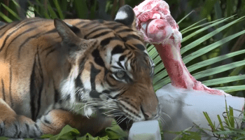 حديقة حيوان فلوريدا، 21 يوليو 2024 (يوتيوب)