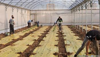 مواطنون يعملون في دفيئات زراعة فلسطين (العربي الجديد)