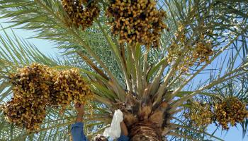 قطف التمور في بغداد، 10 أغسطس 2004 (Getty)