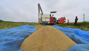 الأرز الهندي يغذي العديد من البلدان - أسام/الهند 18 مايو 2024 (Getty)