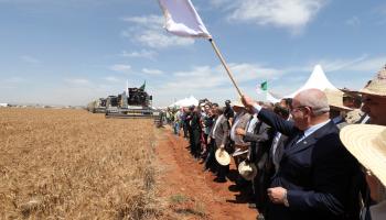 حصاد القمح في الجزائر/البويرة 4 يونيو 2024 (Getty)