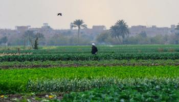 الزراعة مصر-اقتصاد-2-8-2016 (Getty)