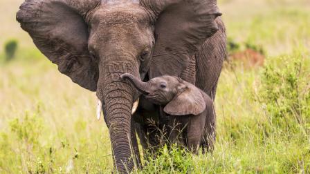 الأفيال الأفريقية في كينيا (Getty)