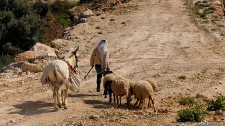 سرق المستوطنون قرابة عشرة رؤوس من الأغنام (العربي الجديد)