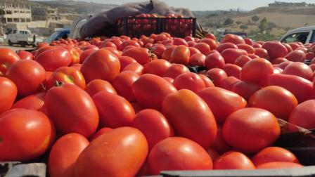 حقول بندورة في ريف إدلب، 1 أغسطس 2024 (العربي الجديد)