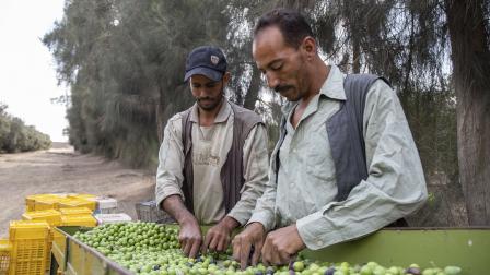 مزارعون مصريون يجمعون الزيتون، 17 سبتمبر 2022 (محمود الخواص/Getty)