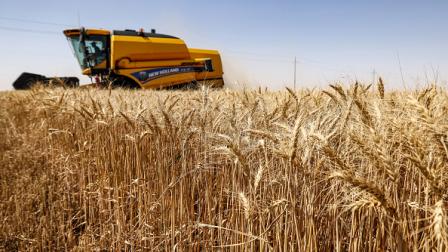 حصاد القمح في مدينة كربلاء الزراعية - العراق 14 مايو 2020 (Getty)