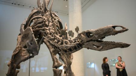 ستيغوصور "أليكس" معروض في دار سوذبيز للمزادات في نيويورك 10 يوليو 2024 (أليكسي روزنفيلد/Getty )