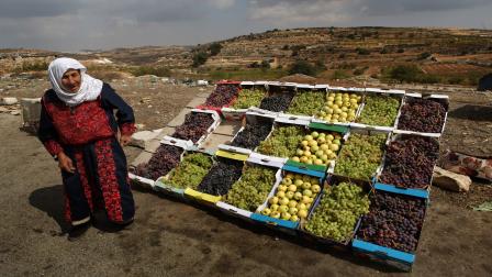 فلسطين-عنب الخليل-زراعة فلسطين-09-14(Getty)